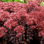 Седум (Очиток) Дарк Меджик d12