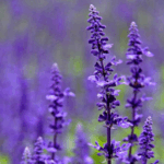 Шалфей (Сальвия) микс, фиолетовый d12