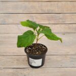 Гортензия радиальная "Radiata" d10 — изображение 2