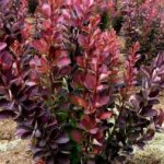 Барбарис Тунберга Ред Пиллар 2,1л