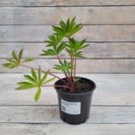 Люпин Люпини Ред Шейдс "Lupini Red Shades" d12