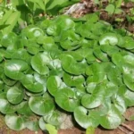 Копытень d12