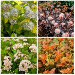 Спирея калинолисиная 2л (d15-17)