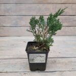 Можжевельник горизонтальный Блю Чип "Blue Chip" d9-10