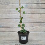 Клематис махровый Фёст Лайт d15 — изображение 2