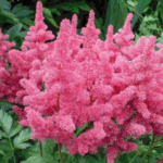 Астильба Арендса Астари Формула Микс d9