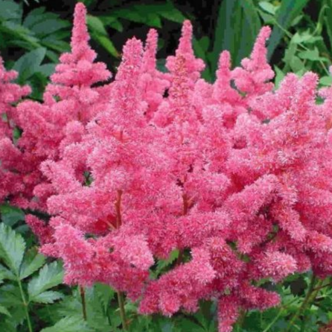 2fe8548bc445ac3d907990484b984dba Астильба Арендса Астари Формула Микс d9 — изображение 1