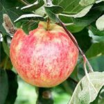 Яблоня Башкирский красавец 7л