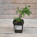 Туя западная Глобоза Компакта "Globosa Compacta" d9-10