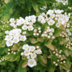 Спирея Рейнбоу 2,1л