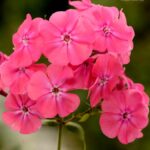 Флокс метельчатый Кэнди Флосс d12