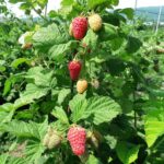 Малина Радзиева d10