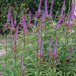 Вероникаструм виргинский Ред Эрроу "Red Arrow" d12