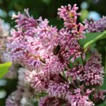 Сирень Венгерская 5л