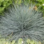 Овсяница сизая Фестина d12