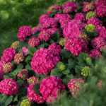 Гортензия крупнолистная Эндлесс Саммер Лав "Endless Summer Love" 3л