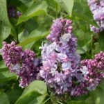 Сирень Колхозница "Kolkhoznitsa" 3л