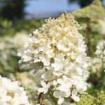 Гортензия метельчатая Грандифлора 3-3,5л