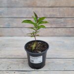 Флокс метельчатый Цитадель "Citadel" d12