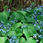 Бруннера 5л