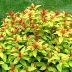 Спирея японская Гринн энд Голд "Green» &Gold" 2л