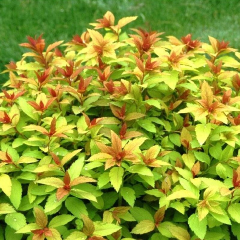 Спирея японская Гринн энд Голд "Green» &Gold" 2л — изображение 1