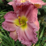 Лилейник Он энд Он d17