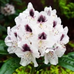 Рододендрон Кальсап(Калсап) "Calsap" 2л