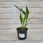 Калла Ла Паз "La Paz" d12