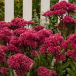 Седум (Очиток) Тандерхед d12