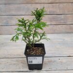 Туя западная Смарагд d9-10