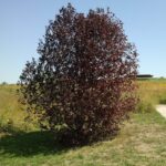 Черемуха виргинская 5л