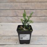 Можжевельник китайский Блю Альпс "Blue Alps" d9-10