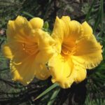 Лилейник Мини Стелла d17