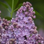 Сирень Илья Муромец "Ilya Muromets" 3л