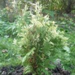 Туя западная Альбоспиката d9-10