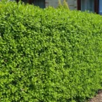 Бирючина обыкновенная 2л