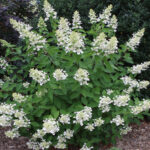 Гортензия метельчатая Юник (Уник) 2 л (d17)