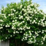 Калина Бульденеж d15-17 (2л)