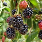 Ежевика Черная Магия(Блэк Мэджик) "Black Magic" 0,8л