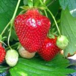 Клубника (земляника садовая) Джоли ОКС (п)