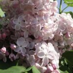 Сирень Вечерний звон "Vechernij Zvоn" d9-10