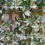 Девичий виноград пестролистный d9-10