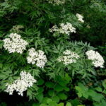 Бузина черная разрезнолистная 3,5л