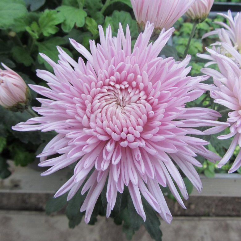 63d6f2511664a7768044afa8-1 Хризантема корейская Линда (Лидия) d12 — изображение 1