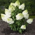 Гортензия метельчатая Мэджикал(Меджикал) Мунлайт 3,5л