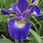 Ирис сибирский Голден Эдж d12