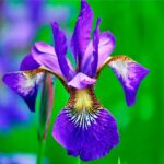 Ирис сибирский Сизар'с Бразе d12