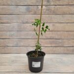 Клематис крупноцветковый Ай эм Хеппи d15 — изображение 2