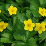 Вальдштейния d17